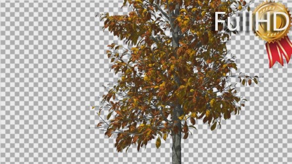 Sourwood Thin Tree is Swaying at The Wind Yellow - Download Videohive 14758606