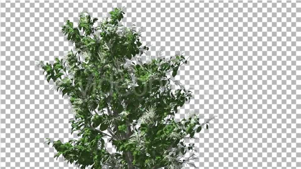 Sourwood Top of Thin Tree is Swaying at The Wind - Download Videohive 14732272