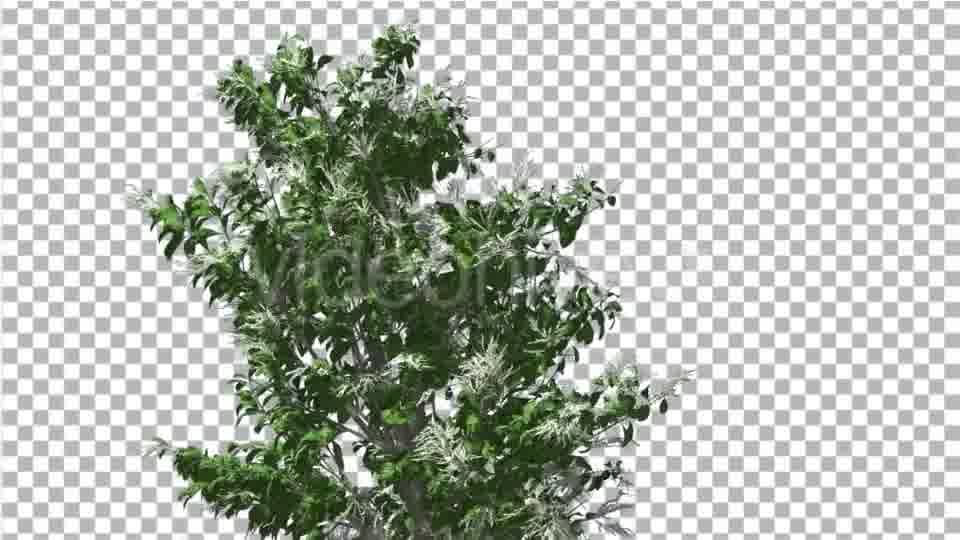 Sourwood Top of Thin Tree is Swaying at The Wind - Download Videohive 14732272
