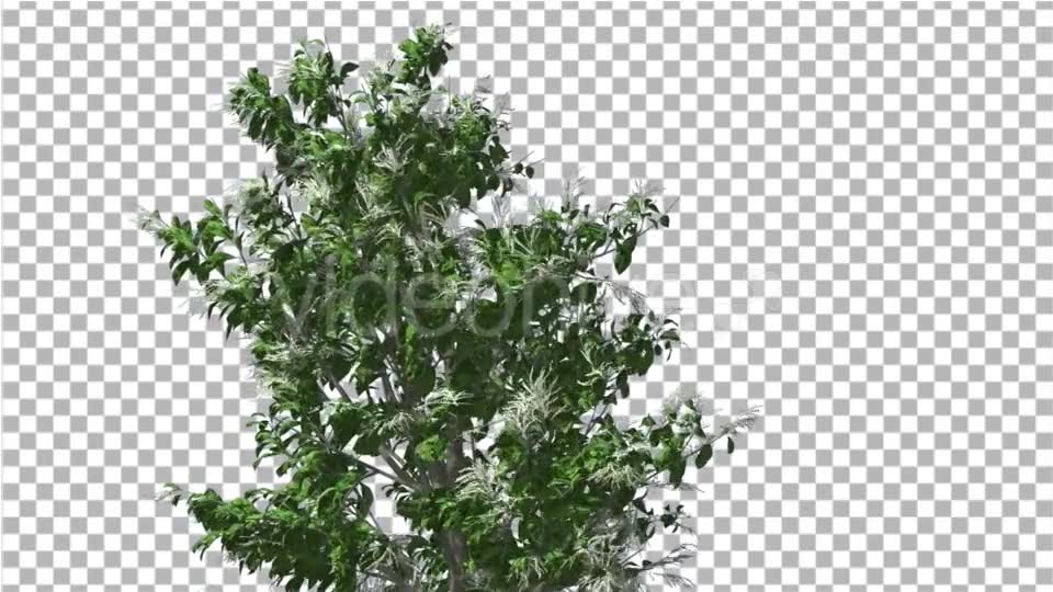 Sourwood Top of Thin Tree is Swaying at The Wind - Download Videohive 14732272