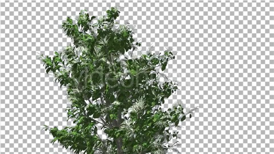 Sourwood Top of Thin Tree is Swaying at The Wind - Download Videohive 14732272
