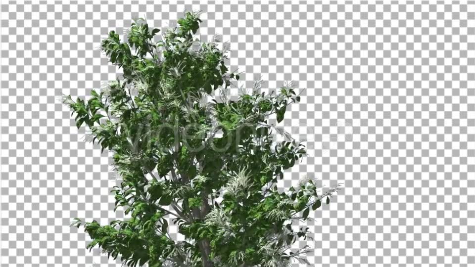 Sourwood Top of Thin Tree is Swaying at The Wind - Download Videohive 14732272