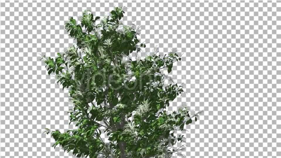 Sourwood Top of Thin Tree is Swaying at The Wind - Download Videohive 14732272