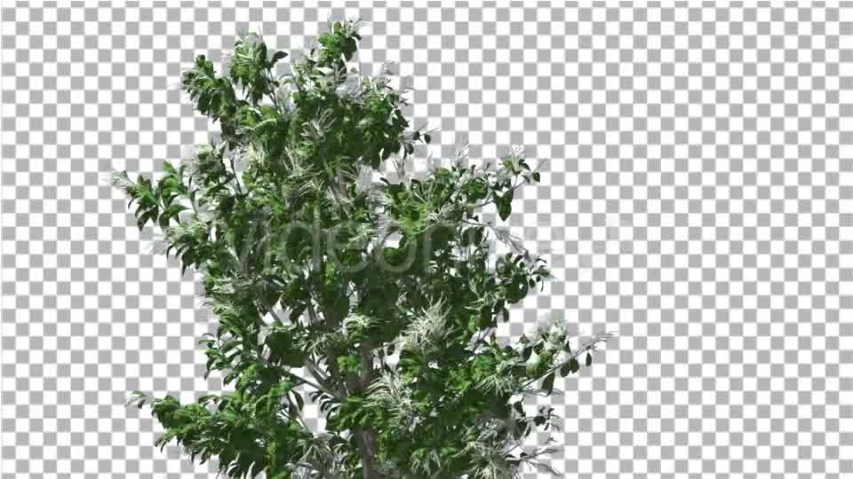 Sourwood Top of Thin Tree is Swaying at The Wind - Download Videohive 14732272