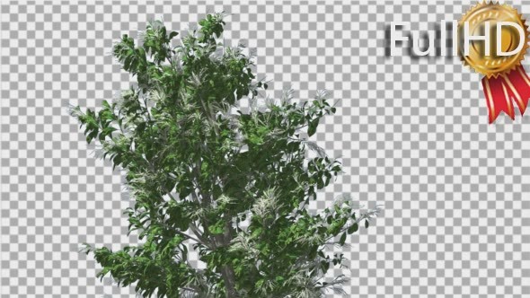 Sourwood Top of Thin Tree is Swaying at The Wind - Download Videohive 14732272