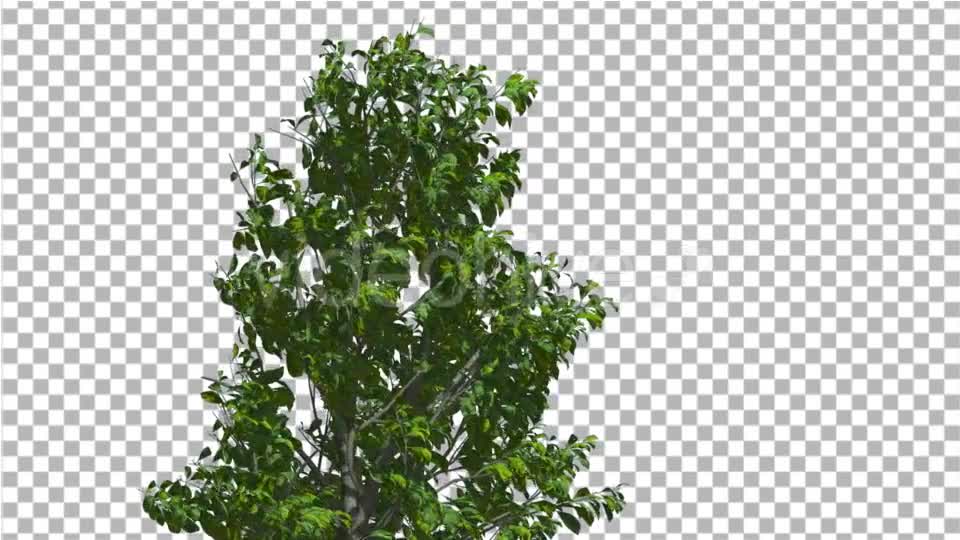 Sourwood Top of Thin Tree is Swaying at The Wind - Download Videohive 14809120