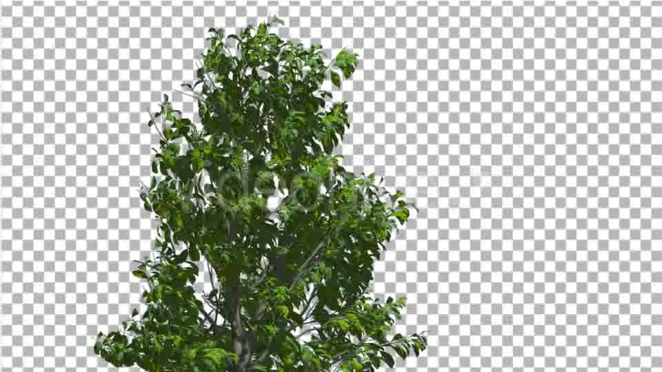 Sourwood Top of Thin Tree is Swaying at The Wind - Download Videohive 14809120