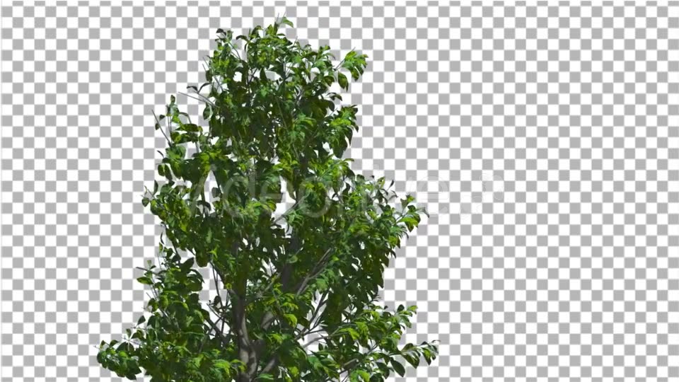 Sourwood Top of Thin Tree is Swaying at The Wind - Download Videohive 14809120