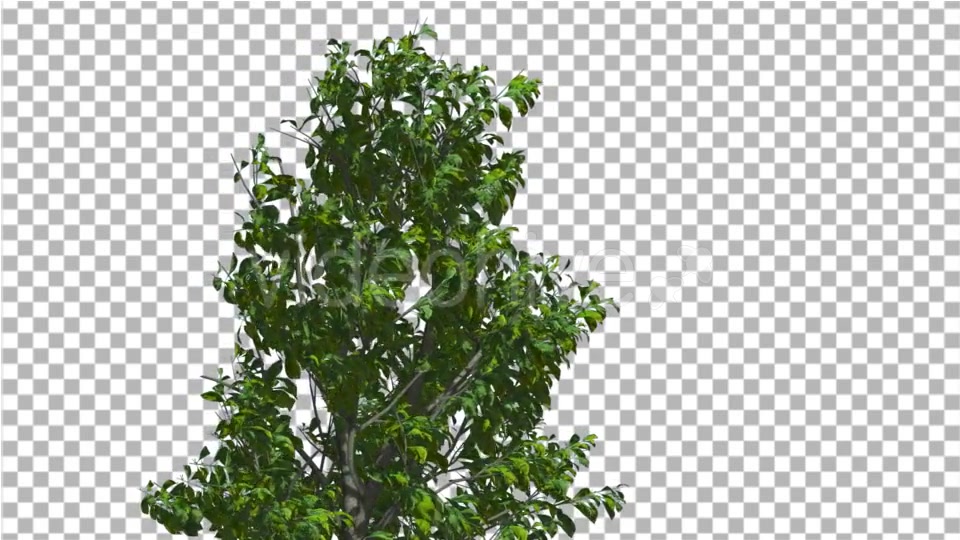 Sourwood Top of Thin Tree is Swaying at The Wind - Download Videohive 14809120