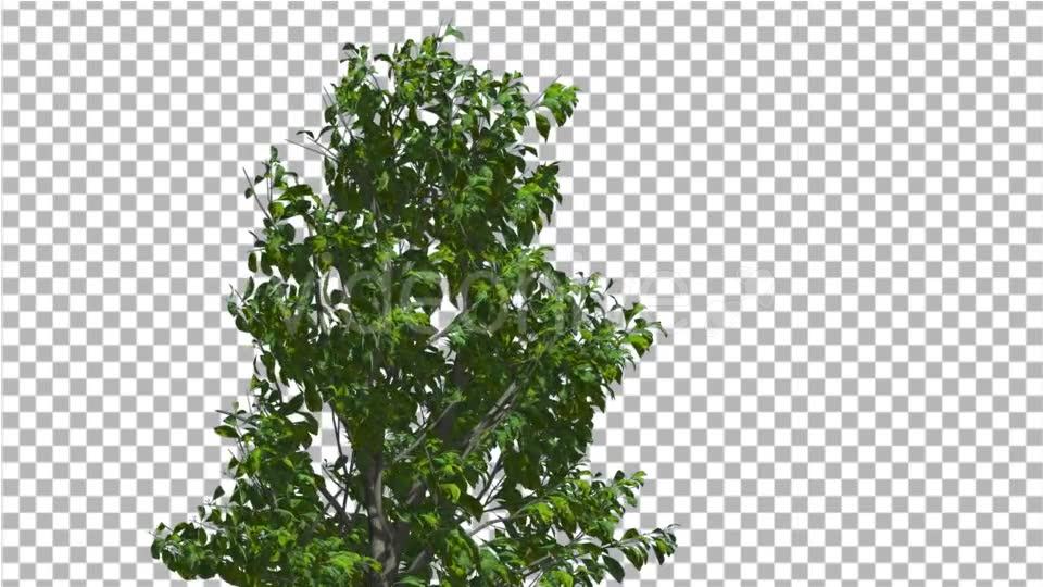 Sourwood Top of Thin Tree is Swaying at The Wind - Download Videohive 14809120