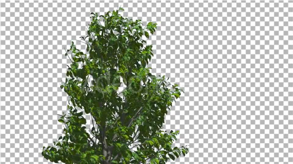 Sourwood Top of Thin Tree is Swaying at The Wind - Download Videohive 14809120