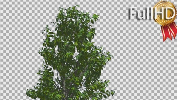 Sourwood Top of Thin Tree is Swaying at The Wind - Download Videohive 14809120