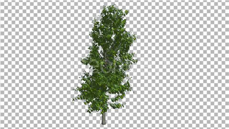 Sourwood Tree is Swaying at The Wind Green Tree - Download Videohive 14776533