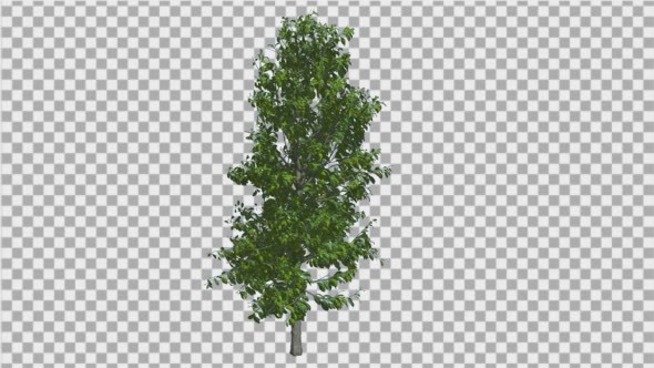 Sourwood Tree is Swaying at The Wind Green Tree - Download Videohive 14776533