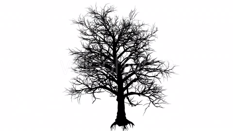 Southern Magnolia Bare Branches Tree Silhouette - Download Videohive 15306005