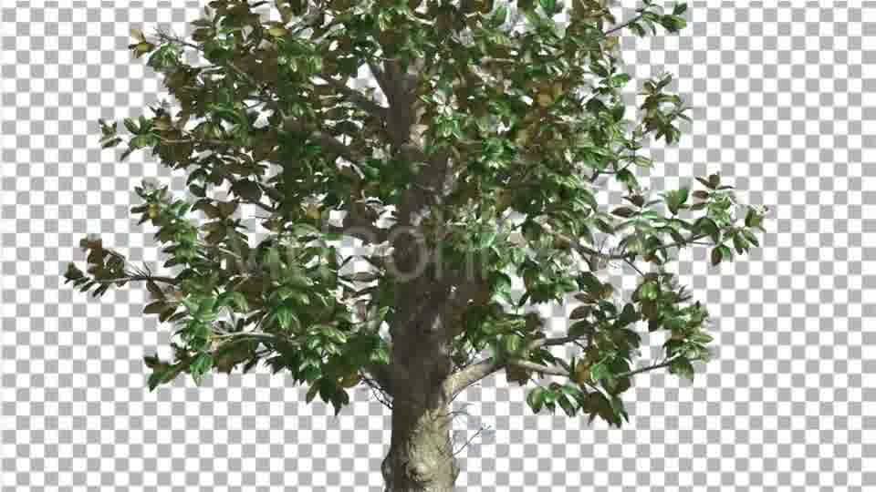 Southern Magnolia Flowers Tree is Swaying Wind - Download Videohive 14119418