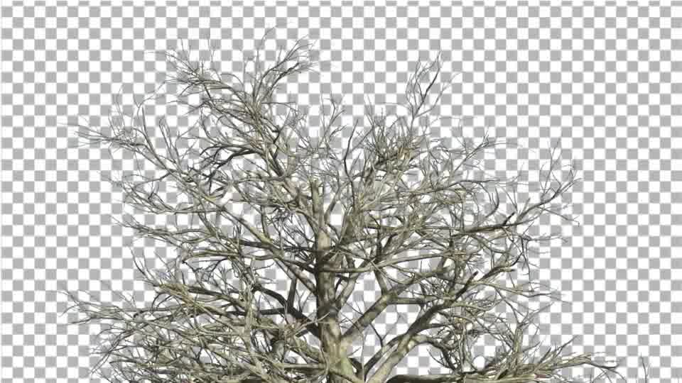 Southern Magnolia Top of The Tree With No Leaves - Download Videohive 14809824