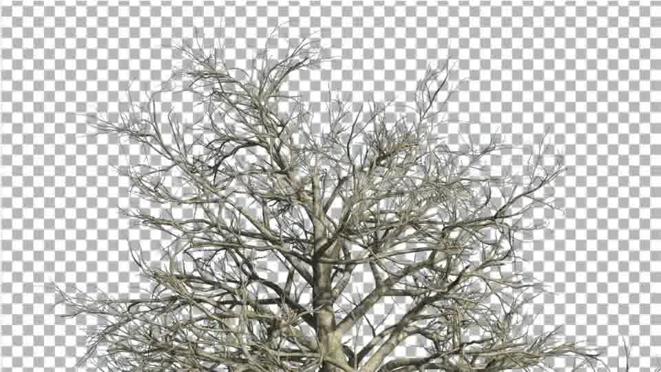 Southern Magnolia Top of The Tree With No Leaves - Download Videohive 14809824