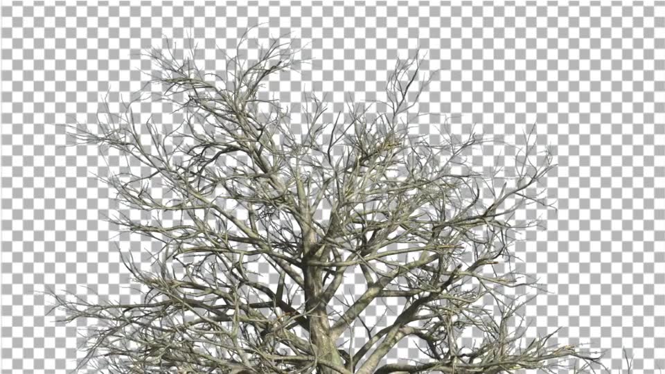 Southern Magnolia Top of The Tree With No Leaves - Download Videohive 14809824