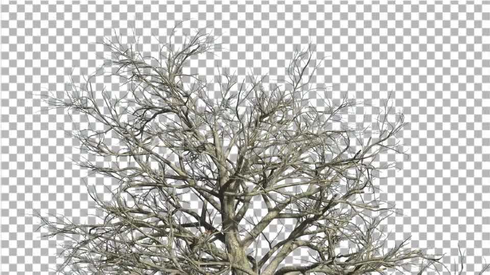 Southern Magnolia Top of The Tree With No Leaves - Download Videohive 14809824