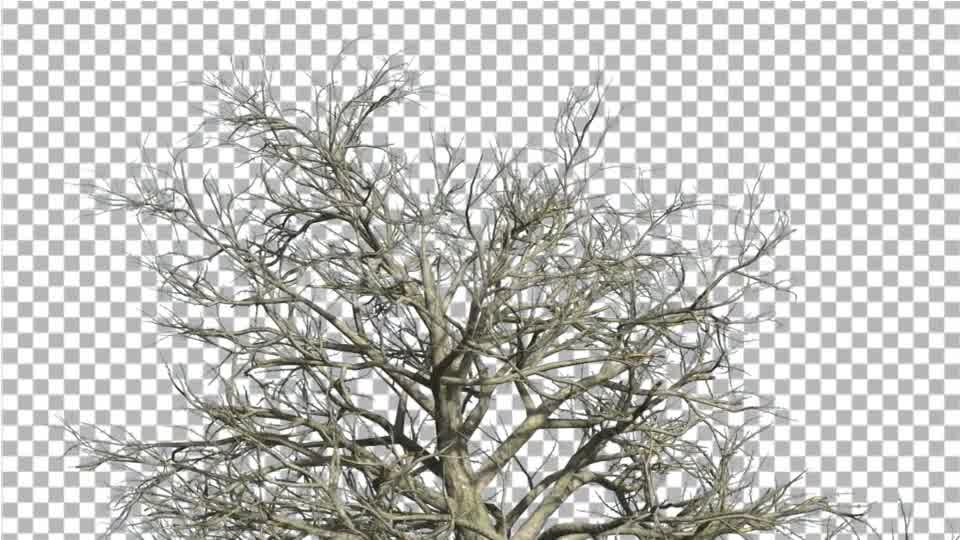 Southern Magnolia Top of The Tree With No Leaves - Download Videohive 14809824
