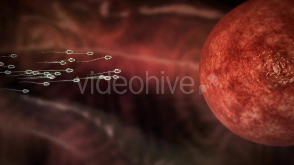 Sperms Fertilization - Download Videohive 19780315