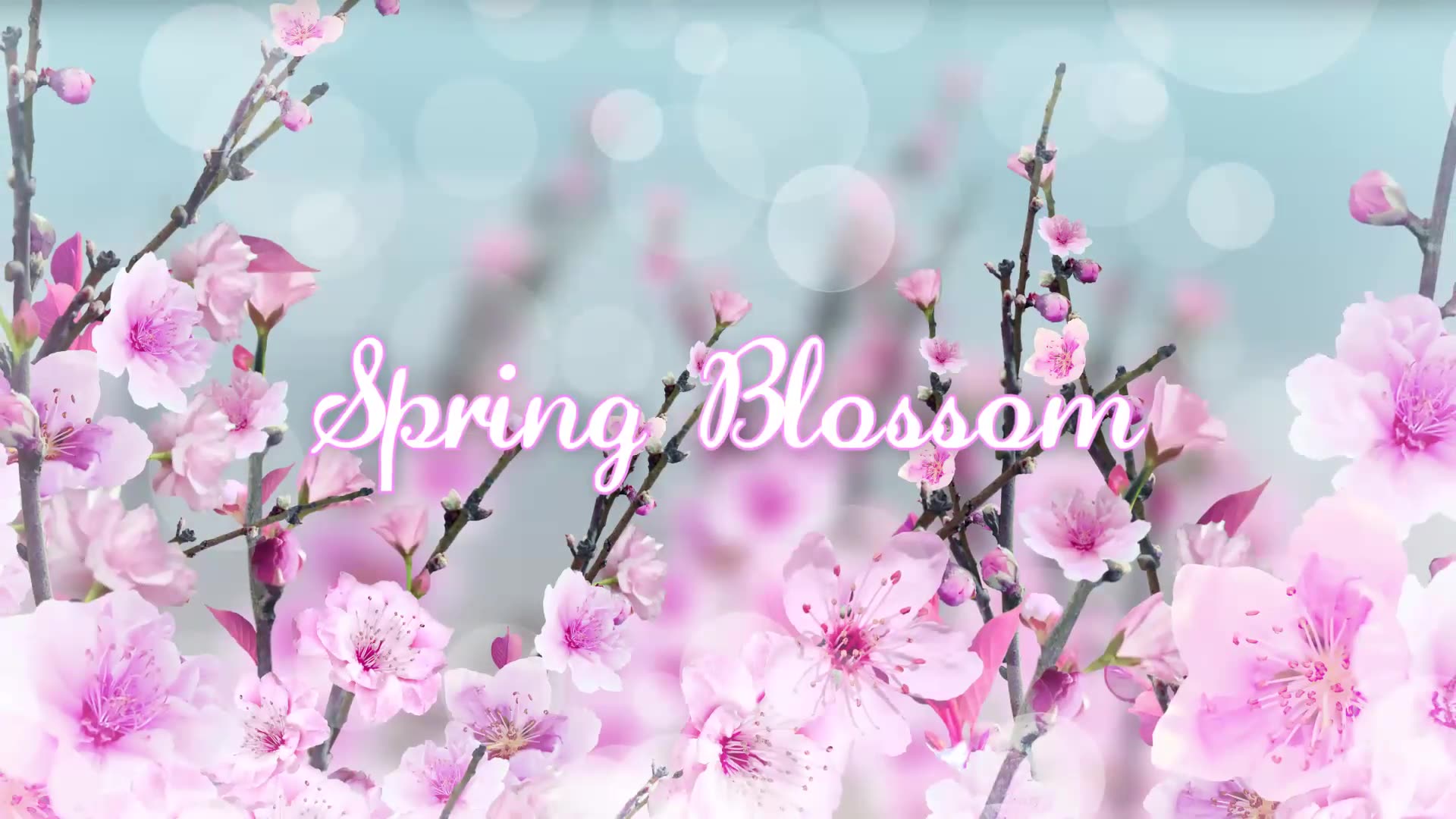 Spring Blossom Premiere Pro Videohive 26320281 Premiere Pro Image 3