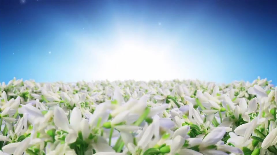 Spring Flowers Logo Sting Videohive 7750658 After Effects Image 6