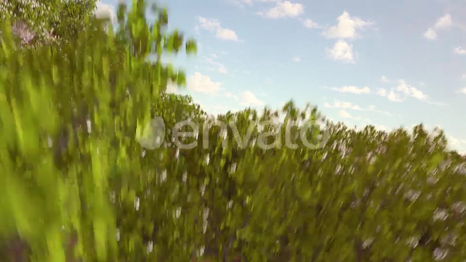 Spring Forest Nature Logo Videohive 31875173 After Effects Image 3