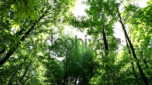 Springtime Forest  Videohive 5333565 Stock Footage Image 1