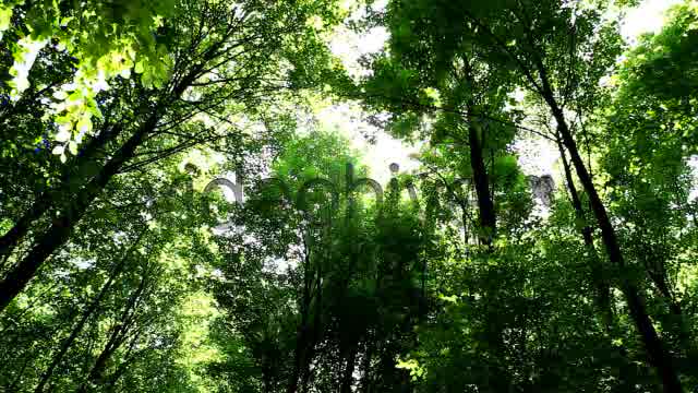 Springtime Forest  Videohive 5333565 Stock Footage Image 10