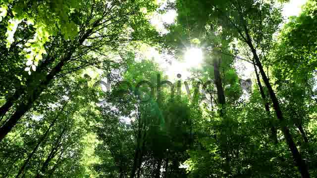 Springtime Forest  Videohive 5333565 Stock Footage Image 11