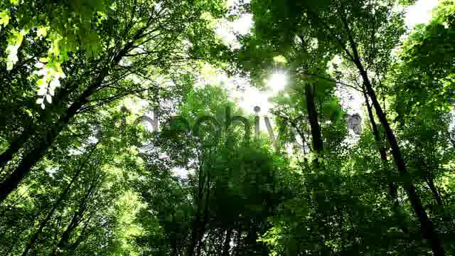 Springtime Forest  Videohive 5333565 Stock Footage Image 12