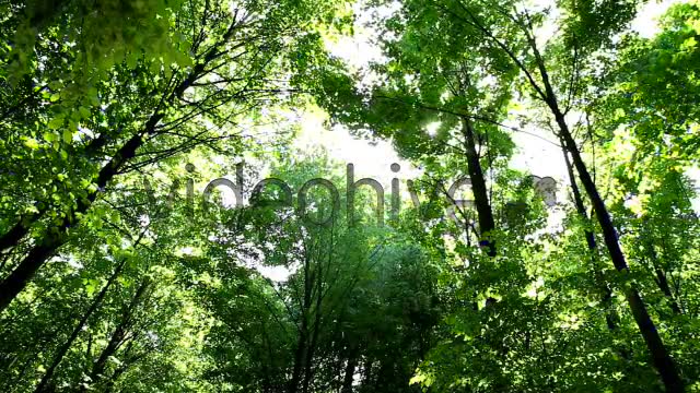 Springtime Forest  Videohive 5333565 Stock Footage Image 2