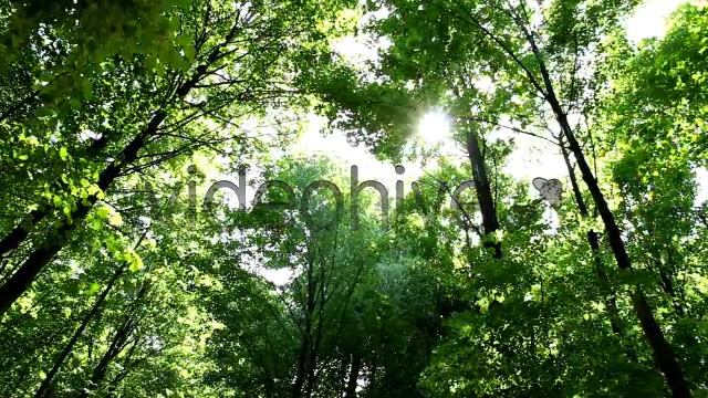 Springtime Forest  Videohive 5333565 Stock Footage Image 3