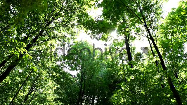 Springtime Forest  Videohive 5333565 Stock Footage Image 4