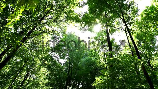 Springtime Forest  Videohive 5333565 Stock Footage Image 5