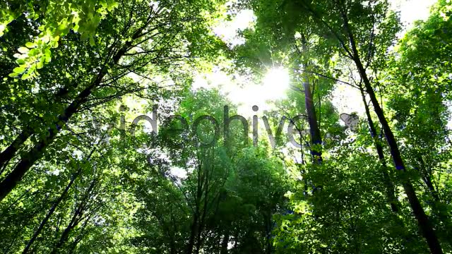 Springtime Forest  Videohive 5333565 Stock Footage Image 6