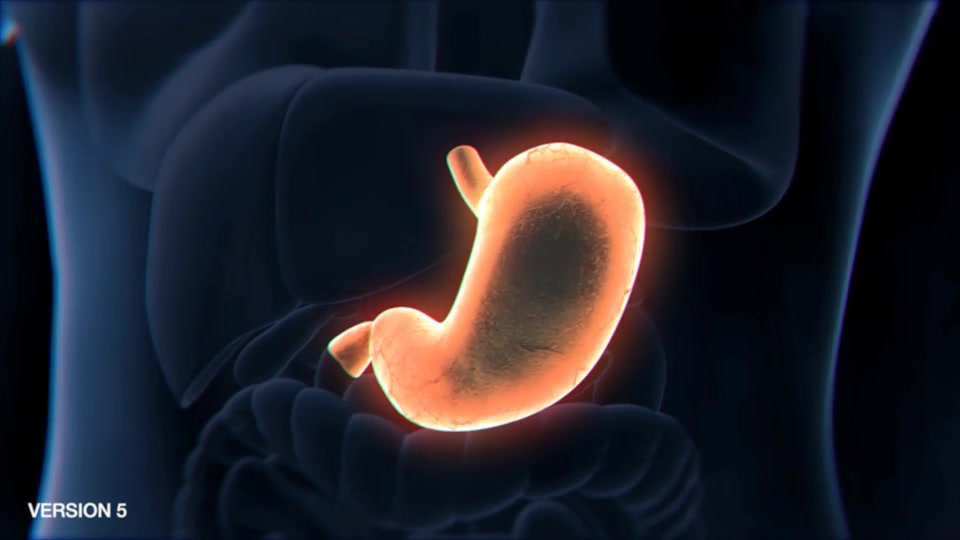 Stomach Elements 2 Videohive 33200534 After Effects Image 13
