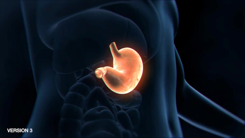 Stomach Elements 2 Videohive 33200534 After Effects Image 8