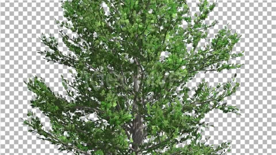 Sugar Maple Thin Tree is Swaying at The Wind - Download Videohive 14733904