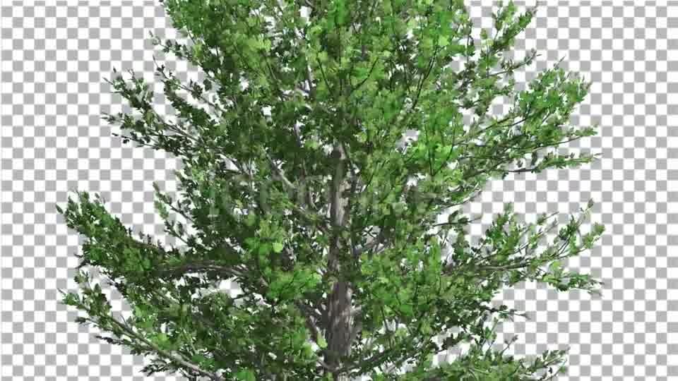 Sugar Maple Thin Tree is Swaying at The Wind - Download Videohive 14733904