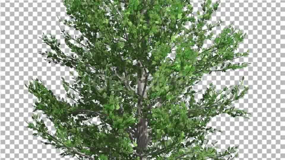 Sugar Maple Thin Tree is Swaying at The Wind - Download Videohive 14733904