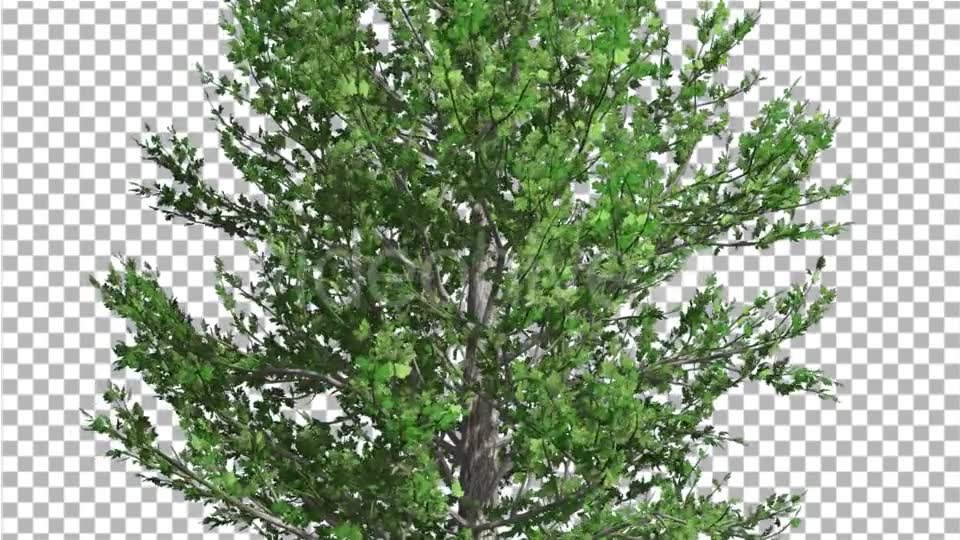 Sugar Maple Thin Tree is Swaying at The Wind - Download Videohive 14733904