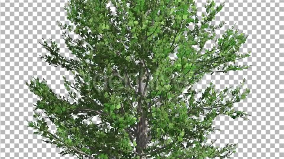 Sugar Maple Thin Tree is Swaying at The Wind - Download Videohive 14733904