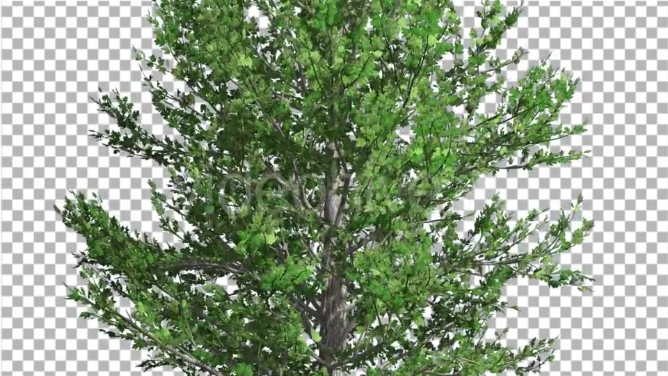 Sugar Maple Thin Tree is Swaying at The Wind - Download Videohive 14733904