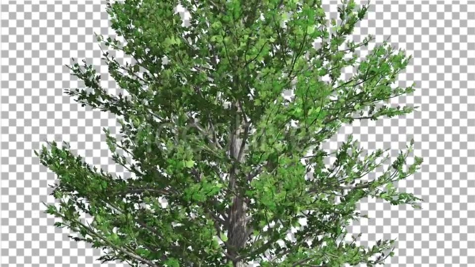 Sugar Maple Thin Tree is Swaying at The Wind - Download Videohive 14733904