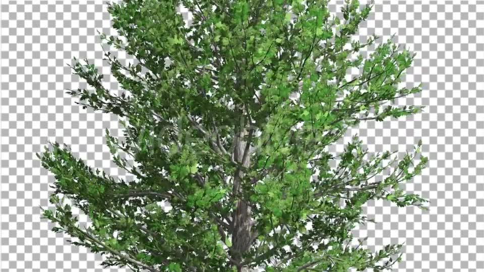 Sugar Maple Thin Tree is Swaying at The Wind - Download Videohive 14733904