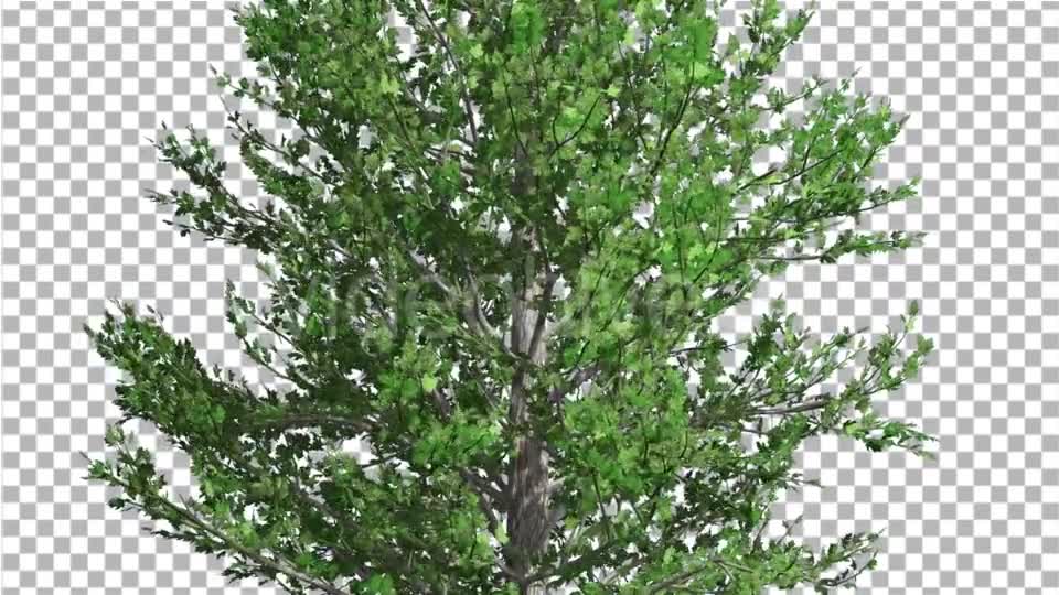 Sugar Maple Thin Tree is Swaying at The Wind - Download Videohive 14733904