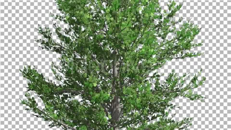 Sugar Maple Thin Tree is Swaying at The Wind - Download Videohive 14733904